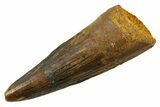 Fossil Spinosaurus Tooth - Real Dinosaur Tooth #380974-1